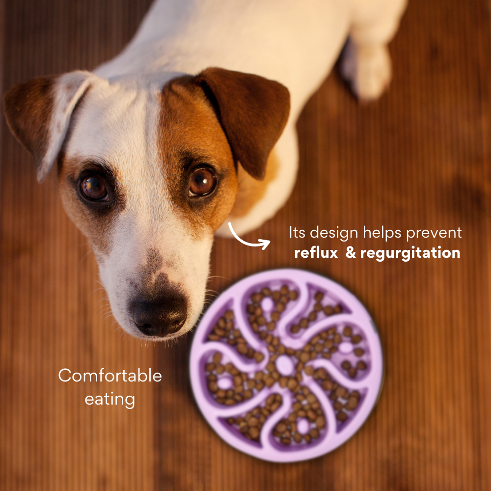 Comedero Circular Antirreflujo Kanu Pet Lila para Perro y Gato