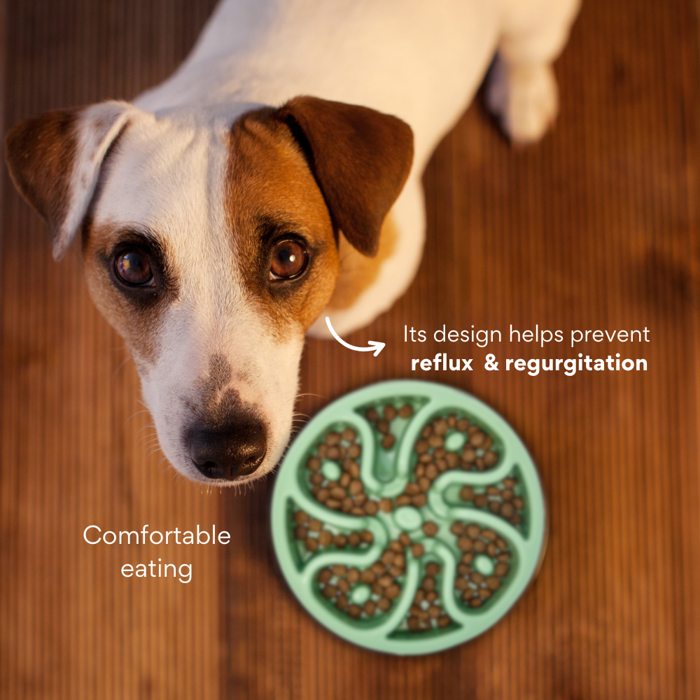 Comedero Circular Antirreflujo Kanu Pet Verde para Perro y Gato