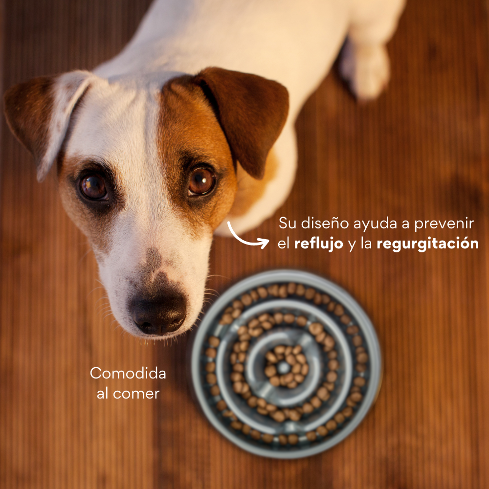 Comedero Circular Antirreflujo Kanu Pet Verde para Perro y Gato