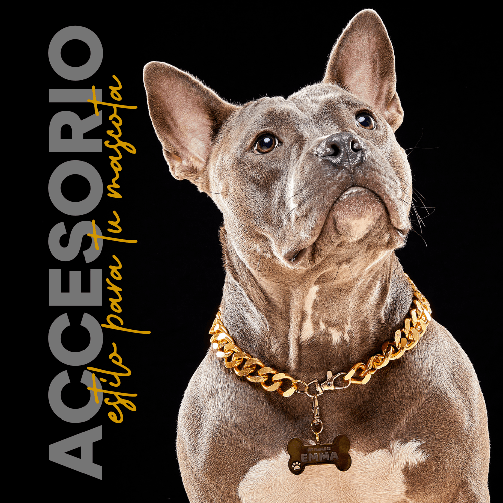 Collar Cadena Cubana Kanu Pet Dorada Para Perro y Gato
