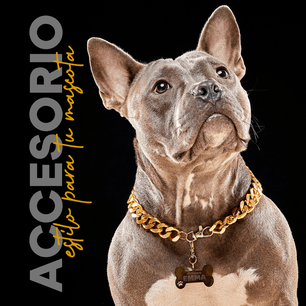 Collar Cadena Cubana Kanu Pet Dorada Para Perro y Gato