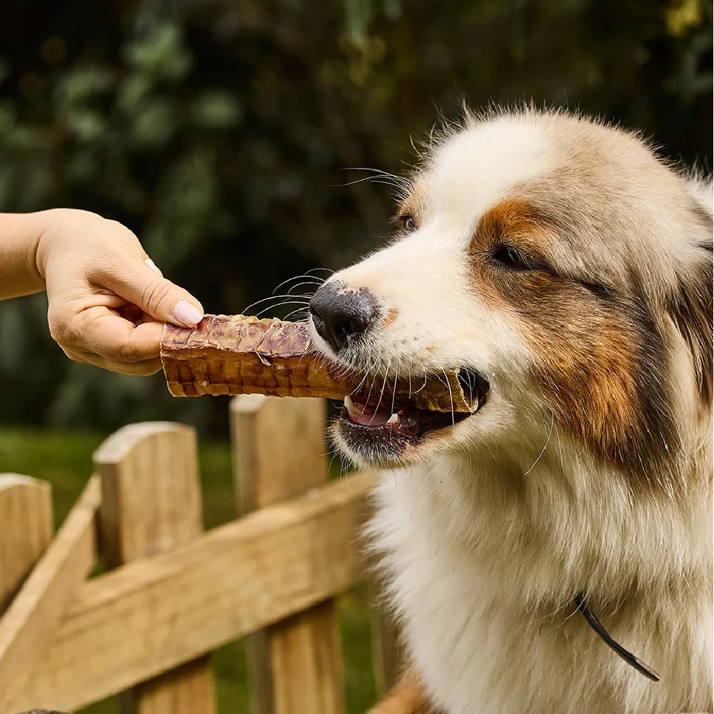 Snack Kanu Pet Traquea de Res para Perro, Un Solo ingrediente 100% natural