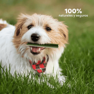 Snack  para la placa y el sarro Kanu Pet Dental Five Star para Perros  x 7 Unds