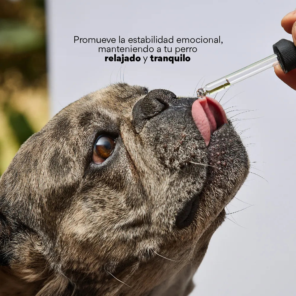 Esencia Floral Viaje de para perros y gatos