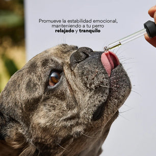 Esencia Floral Viaje de para perros y gatos