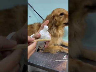 Cepillo de Dientes Ecológico  Kanu Pet para Perros x 1 und